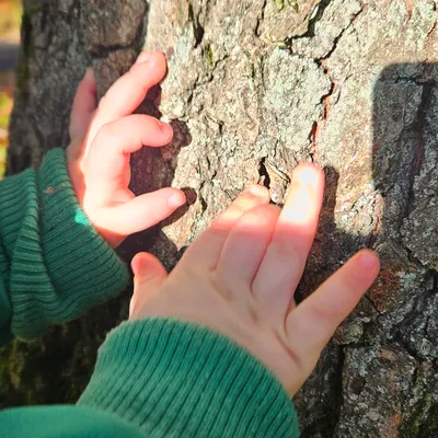 Kinderhände erforschen Baumrinde – Naturerlebnisse und sensorische Erfahrungen