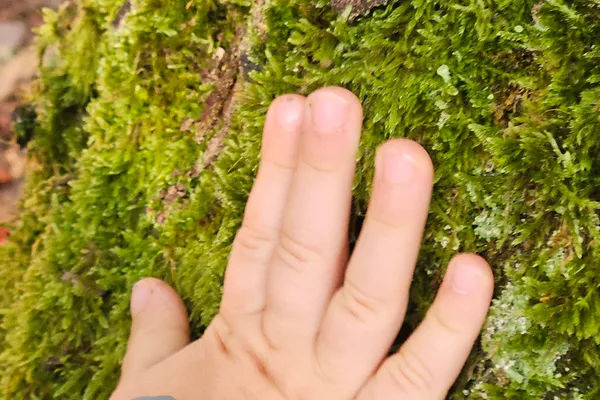 Kinderhand tastet Moos am Baum – Naturerkundung und sensorische Erfahrungen draußen